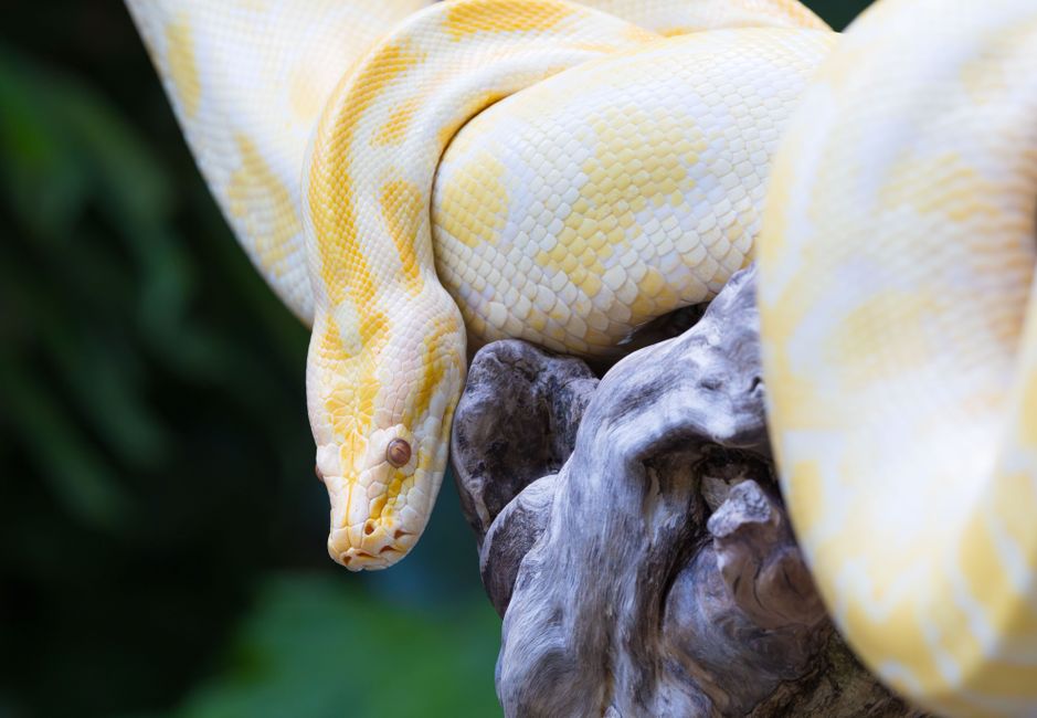 17-Foot Python in the Everglades: Inside the Giant Catch