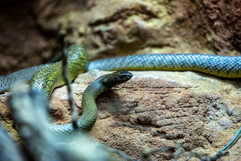 Are Colorful Snakes Venomous? What Science Says