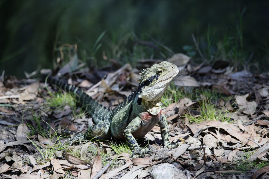 Australian Reptile Smuggling: Inside the Crackdown