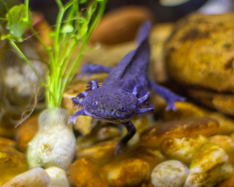 Axolotl Care for Beginners: Complete Starter Guide