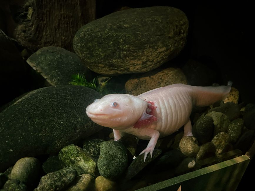 Axolotl Curled Gills: Causes and Safe Care
