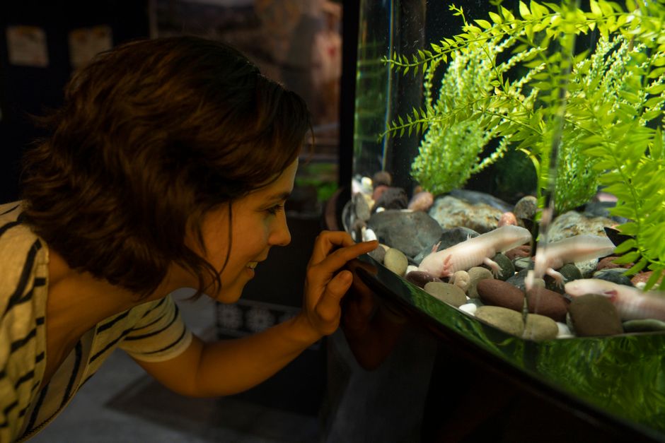 Axolotl Tank Mates: Safe Options and Big Risks
