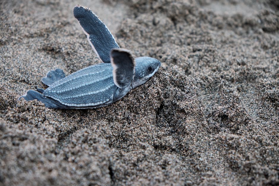 Baby Sea Turtles in a Pool: Why It Happens and Next Steps
