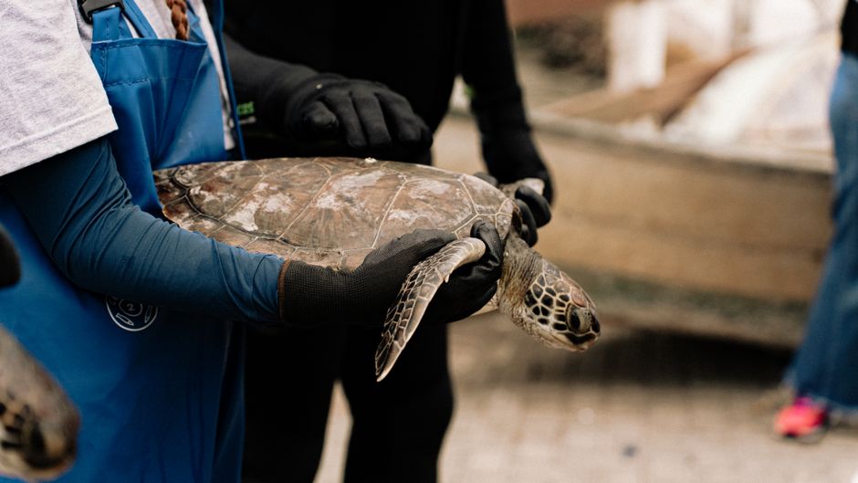 Bali Sea Turtle Rescue: Why Smugglers Fled