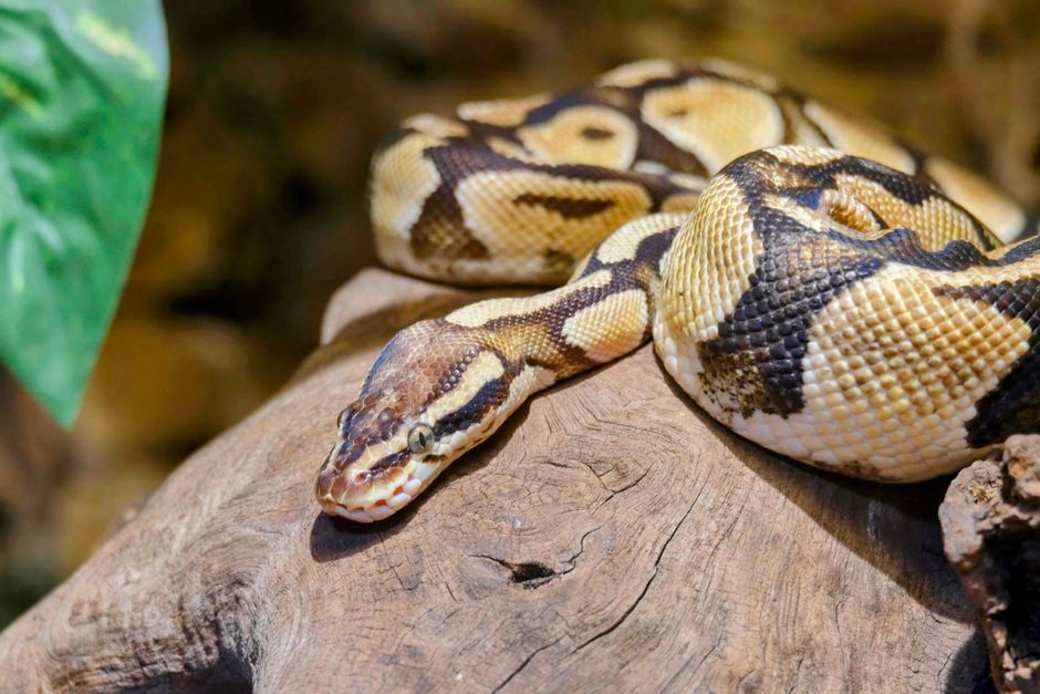 Ball Python Habitat Setup: Complete Beginner Guide