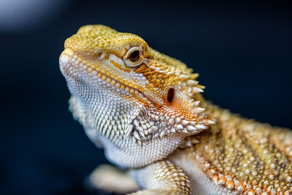 Bearded Dragon Brumation Signs: What to Look For