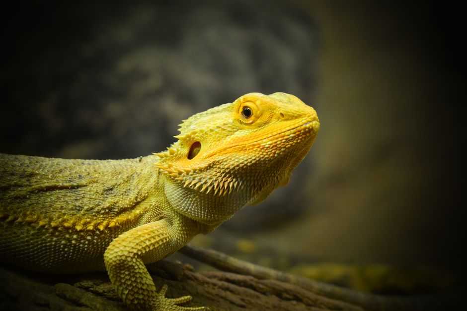 Bearded Dragon Glass Surfing: Causes and Safe Fixes