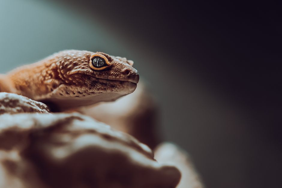 Bearded Dragon vs Leopard Gecko: Which Pet Is Best?