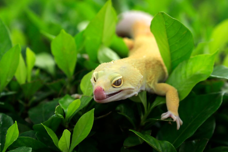 Bearded Dragon vs Leopard Gecko: Which Pet Is Right?