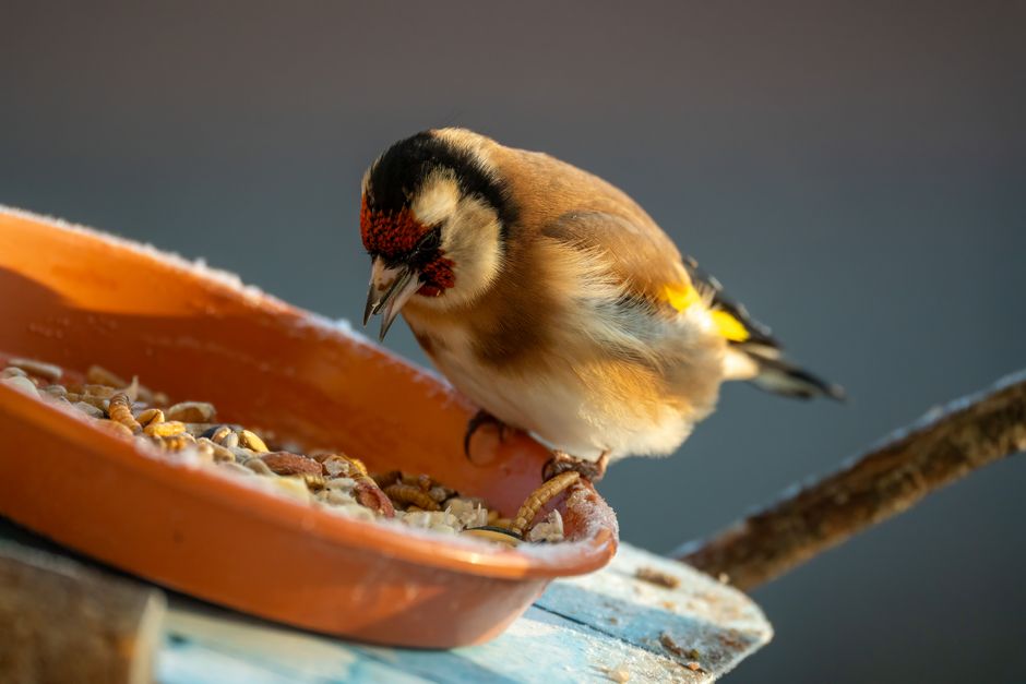 Bird Flu Backyard Feeders: Is It Safe to Feed Birds?