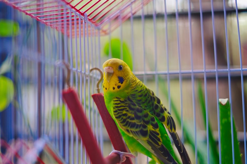 Budgie Healthy Diet: What to Feed Your Parakeet