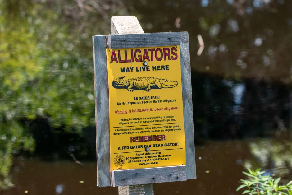 Can Parrots Warn You of Danger? Real Signs and Stories