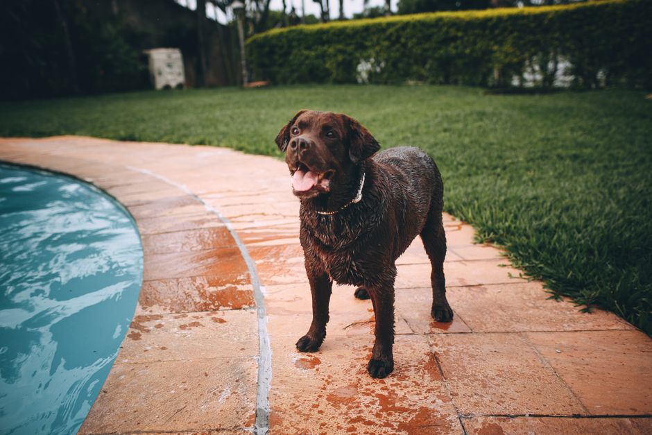 Can Rattlesnakes Swim? Backyard Pool Safety Guide