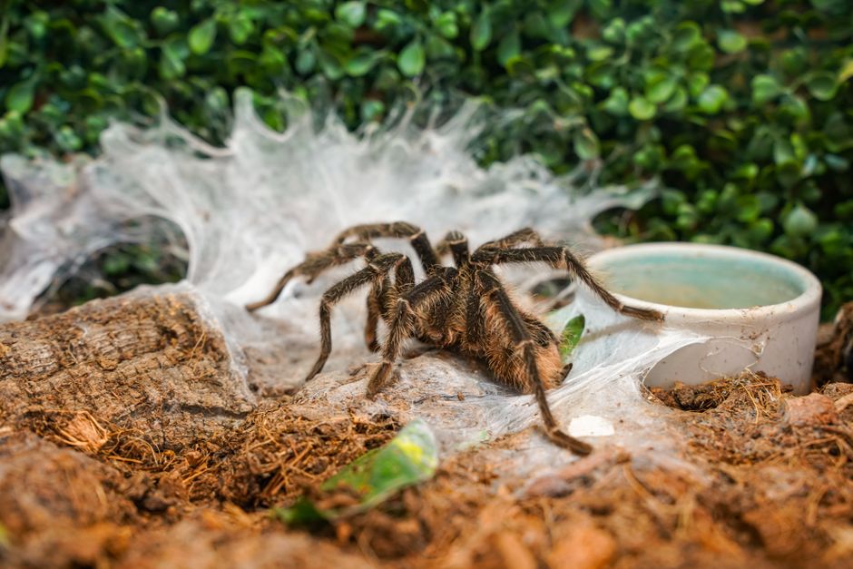 Can Tarantulas Swim? How These Spiders Move on Water