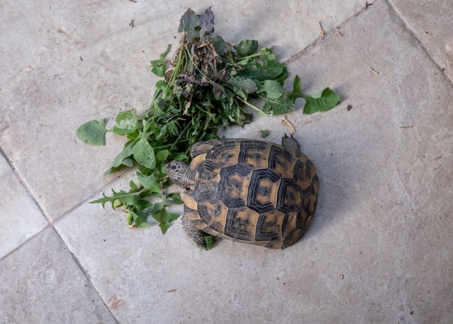 Can Tortoises Eat Tomatoes? Safe Diet Guide