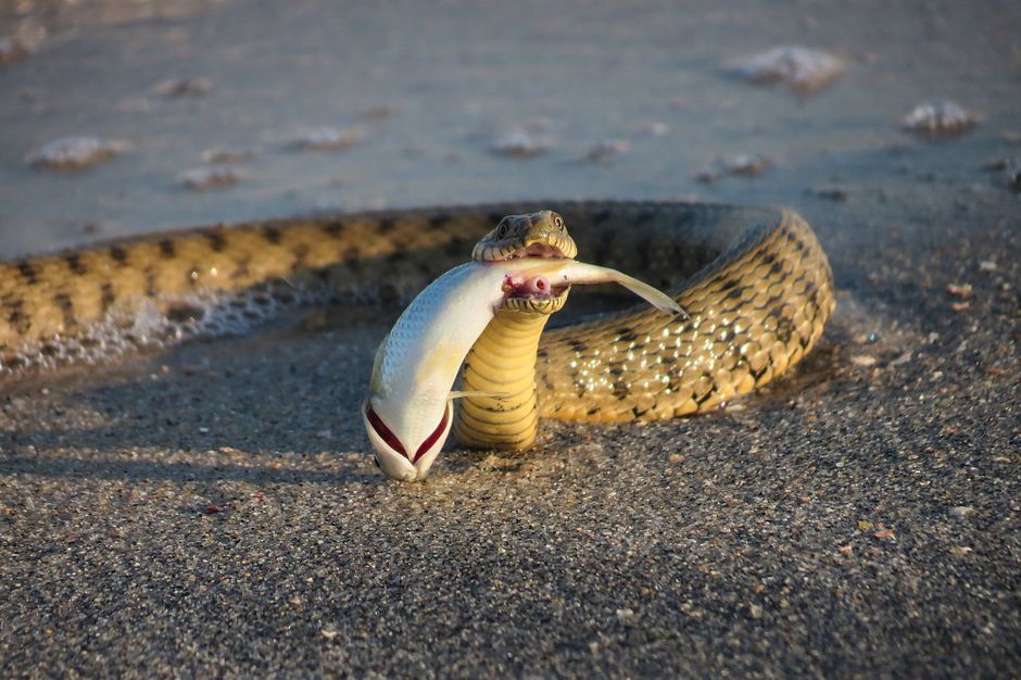 Cartwheeling Snake: How This Wild Reptile Escapes