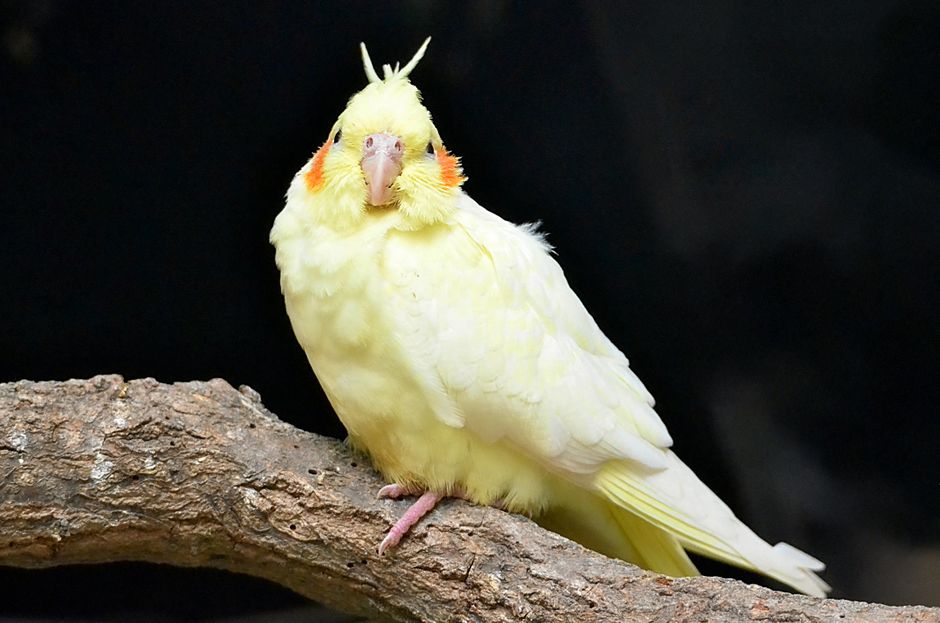 Cockatiel Anatomy: Guide to Every Pet Bird Body Part