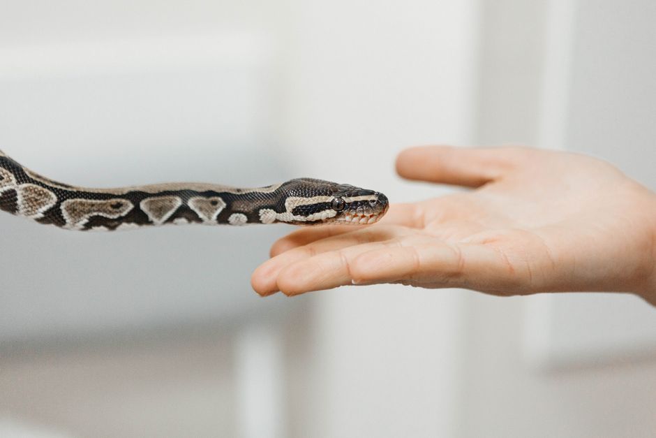Corn Snake vs Ball Python: Which Pet Snake Is Best?
