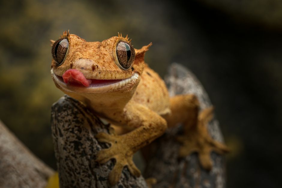 Crested Gecko Tail Drop: Causes and Care Guide