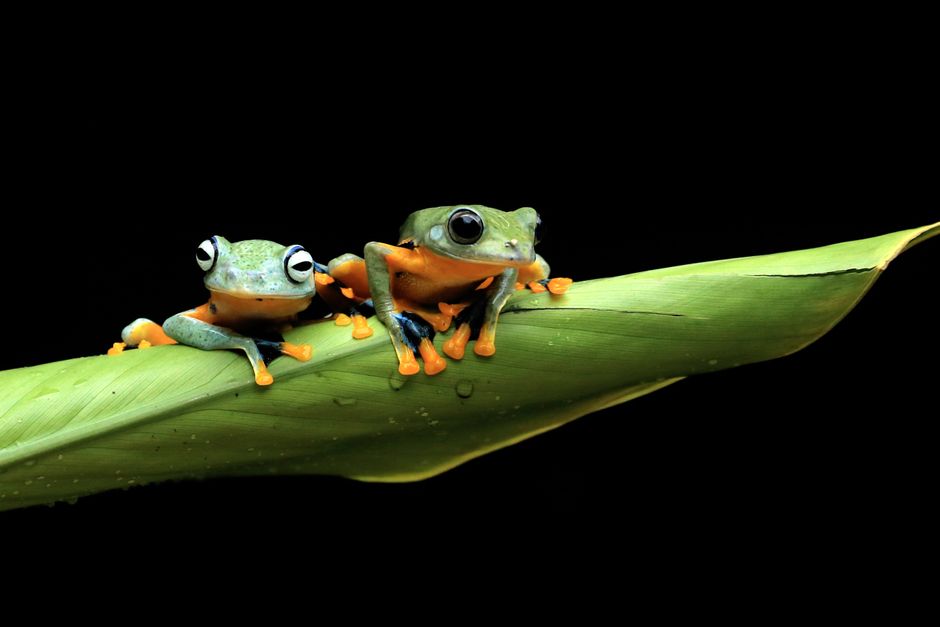 Critically Endangered Frog Release: How Landowners Help