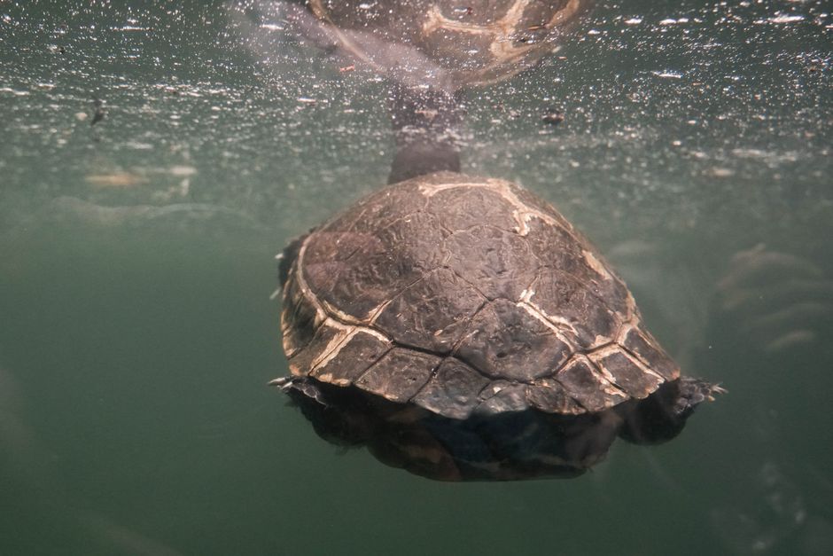 Do Turtles Really Breathe Through Their Rear Ends?