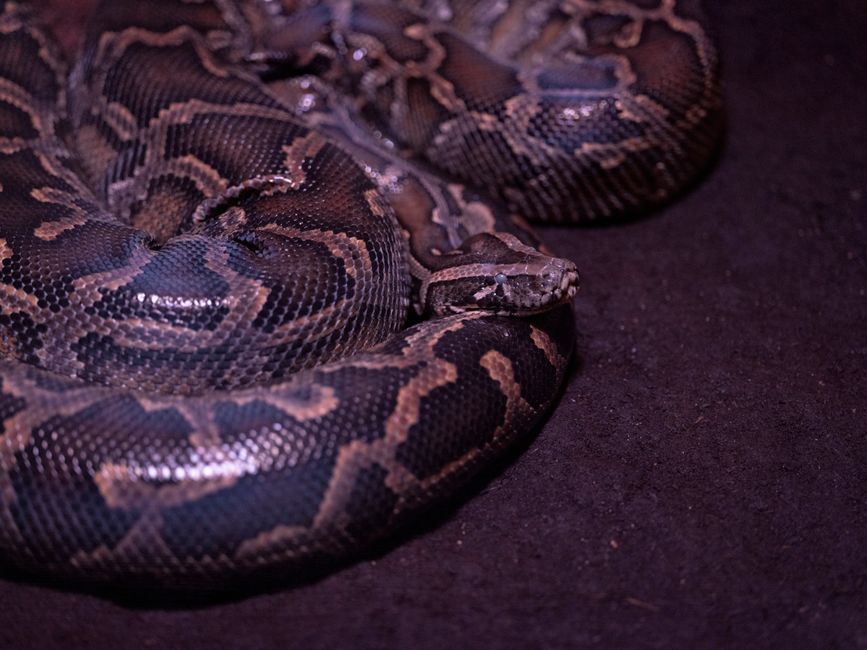 Do You Need a Leash for Your Corn Snake in Public?