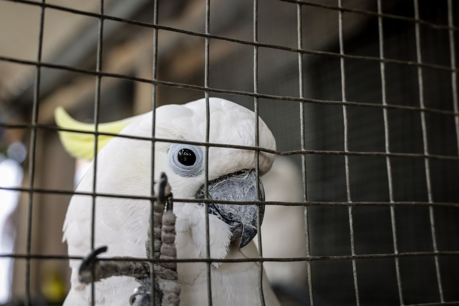 Exotic Animal Rescue: How Groups Save Wildlife
