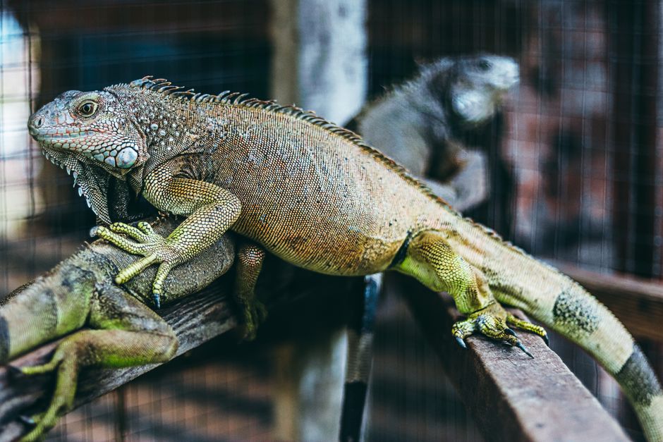 Exotic pet owner planning medical emergency savings next to a cozy pet habitat