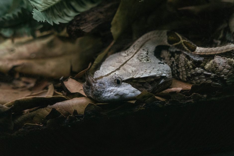 Gaboon Viper Sighting in California: What Happened