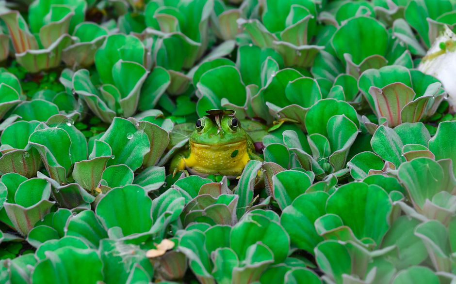 Granular Glass Frog: Why Its Skin Is See-Through