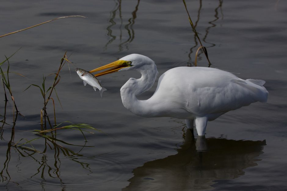 Great White Heron: Florida Hunting and Habits Guide
