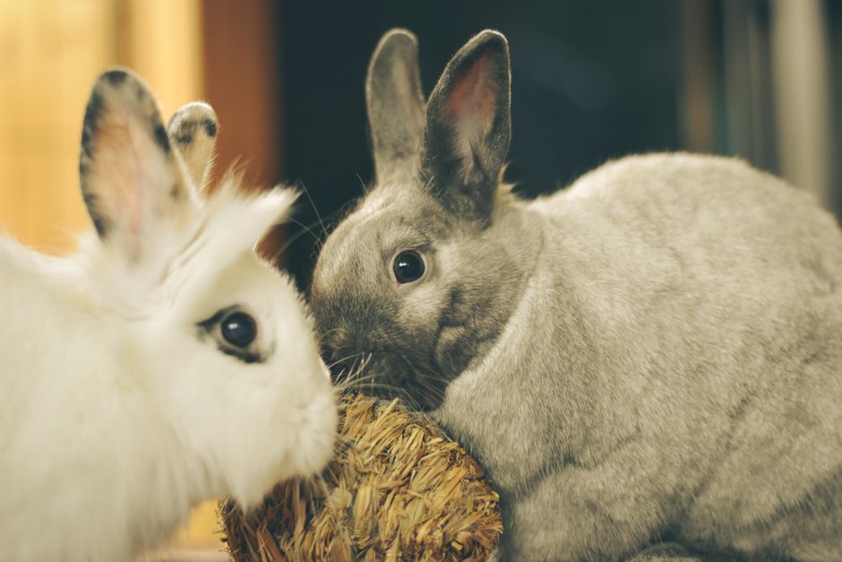 Hairless Rabbit Care: Causes, Needs, and Dobbi's Story