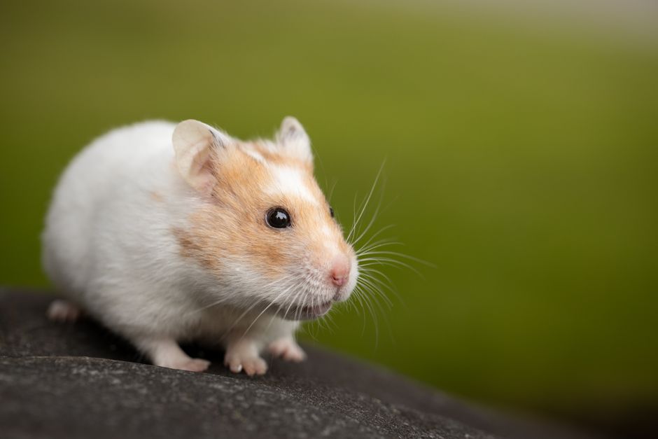 Hamster Care Guide: How to Raise a Happy Pet