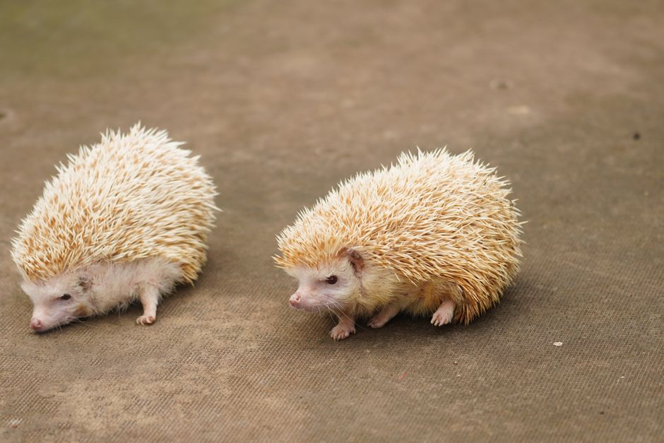 Hedgehog Quilling Signs: How to Comfort Your Pet