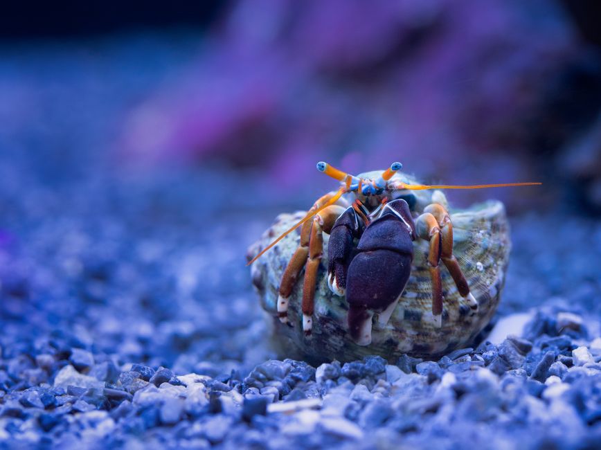 Hermit Crab Molting Signs: How to Spot the Process
