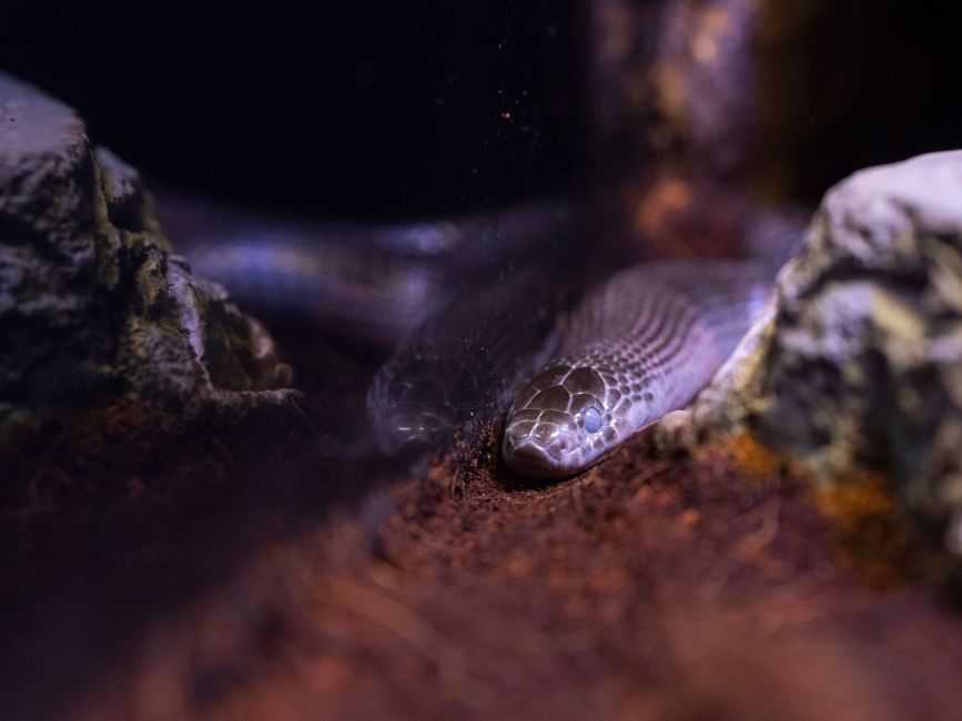 Hognose Snake Habitat Setup: Easy Guide for Beginners