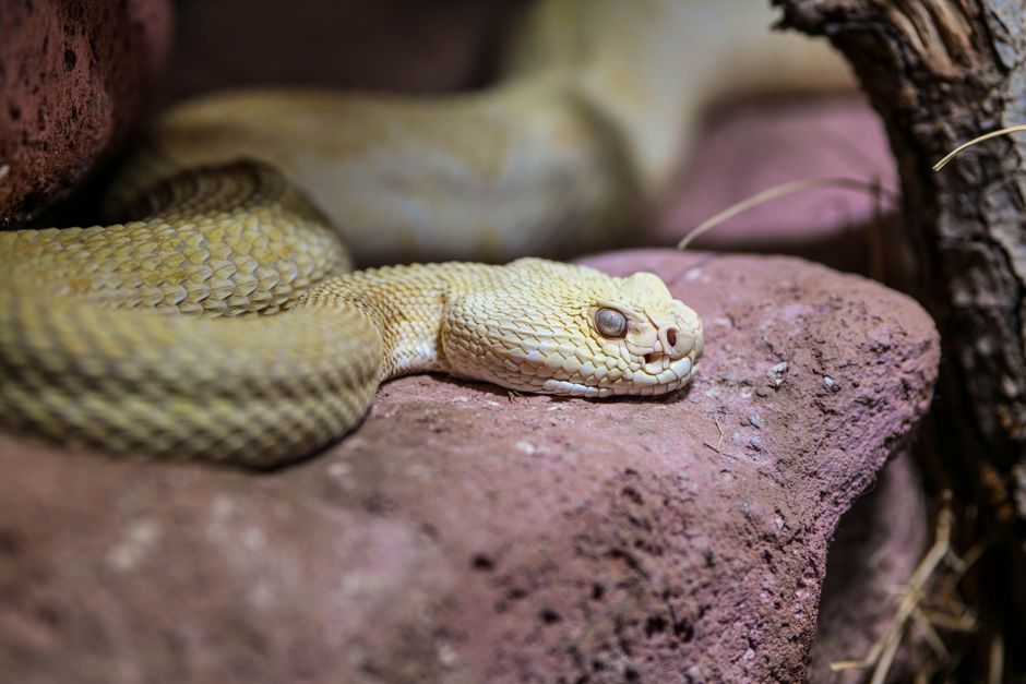How Active Are Snakes? Daily Routine and Sleep Facts