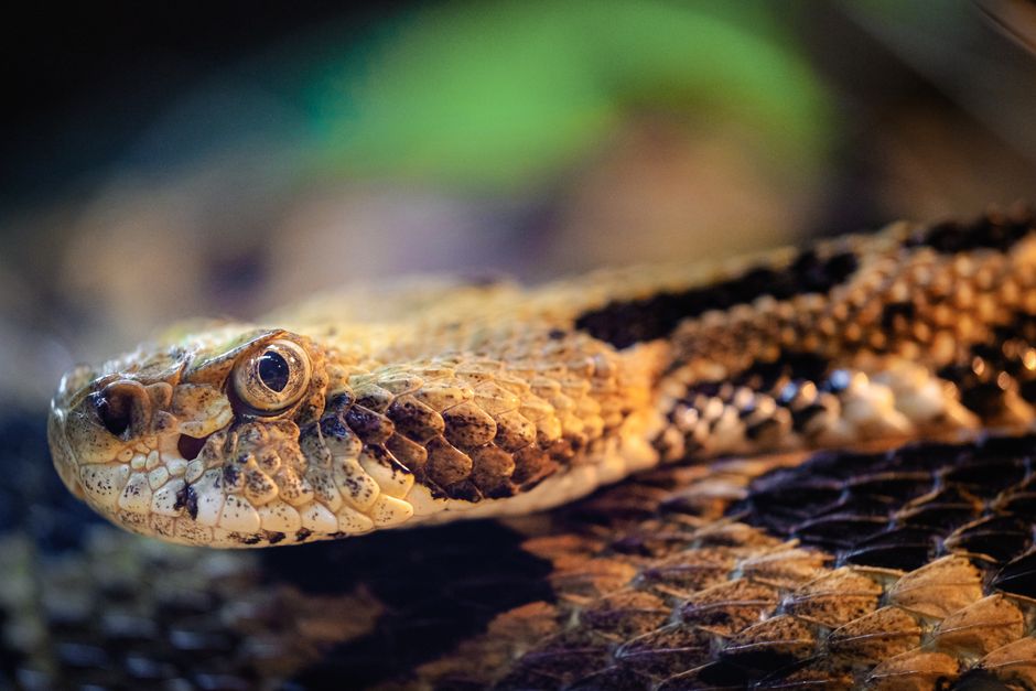 How Can You Help Save the Rainbow Snake in North Carolina?