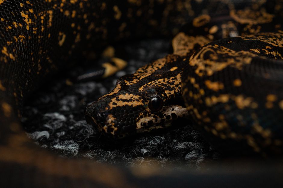 How Can You Tell if Your Snake is Male or Female?