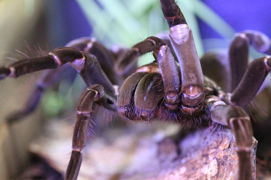 How Do Tarantulas Eat? The Surprising Process