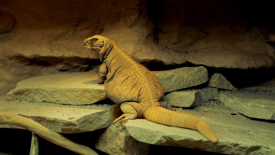 A desert chuckwalla lizard resting comfortably on a sunlit boulder formation