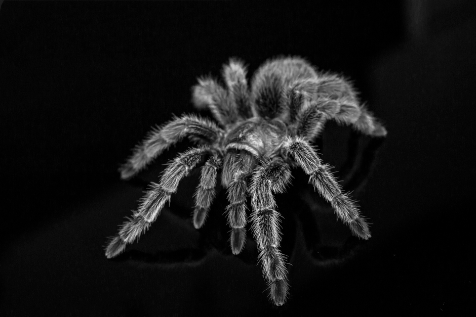 Curly hair tarantula resting on damp forest soil inside a terrarium