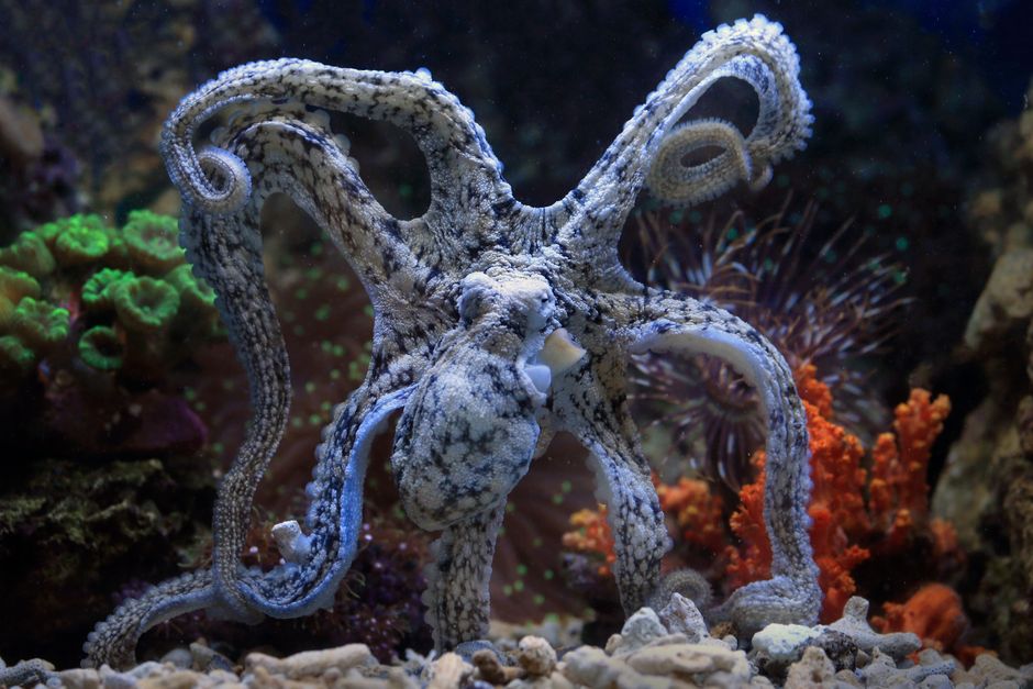 How Does the Mimic Octopus Change Its Shape?