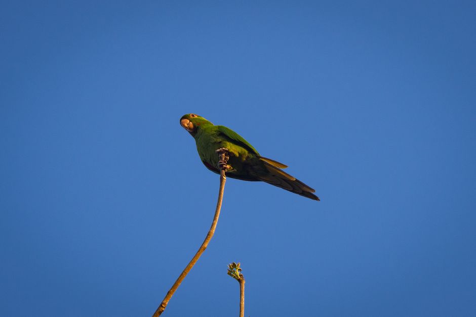 How Far Can a Lost Parrot Fly? Distance and Survival