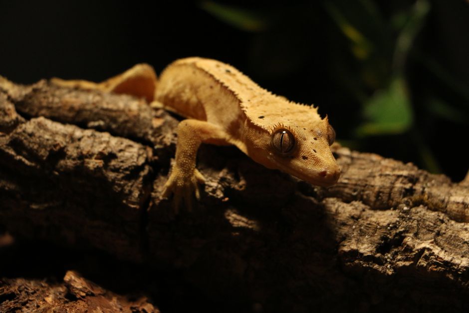 How Long Can You Leave a Crested Gecko Alone?