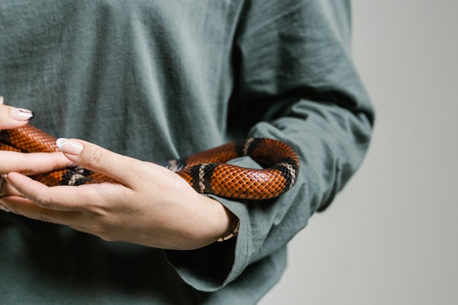 How Long Can You Leave a Snake Alone? Safe Travel Guide