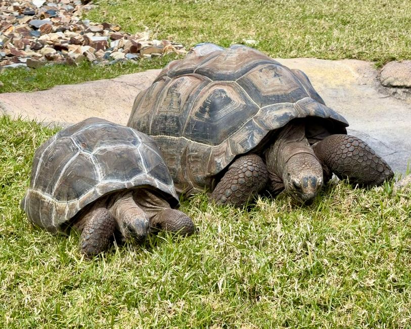 How Much Does a Tortoise Cost? Complete Budget Guide