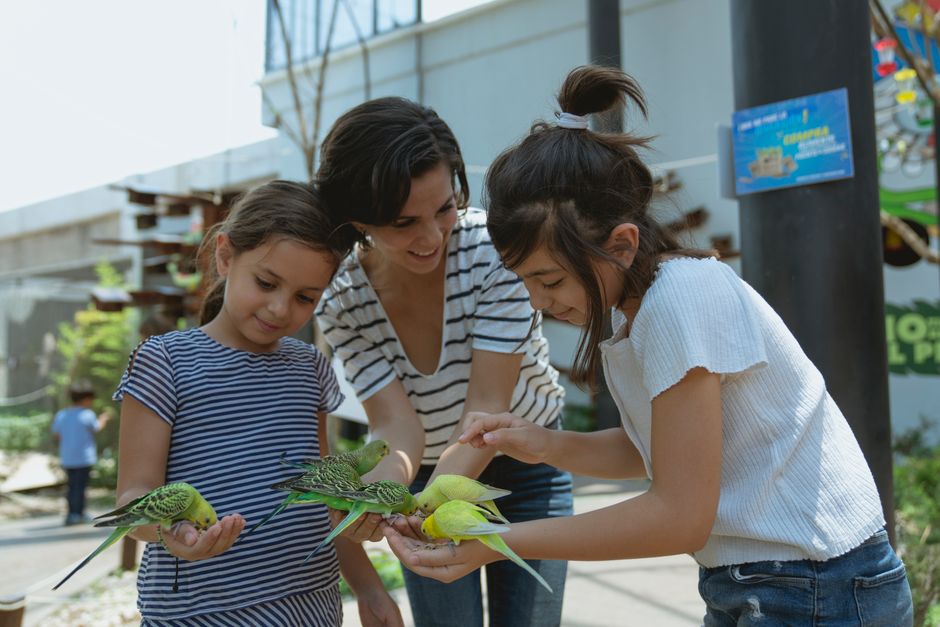 How to Bond with a Bird: Safe Steps for Pet Parents