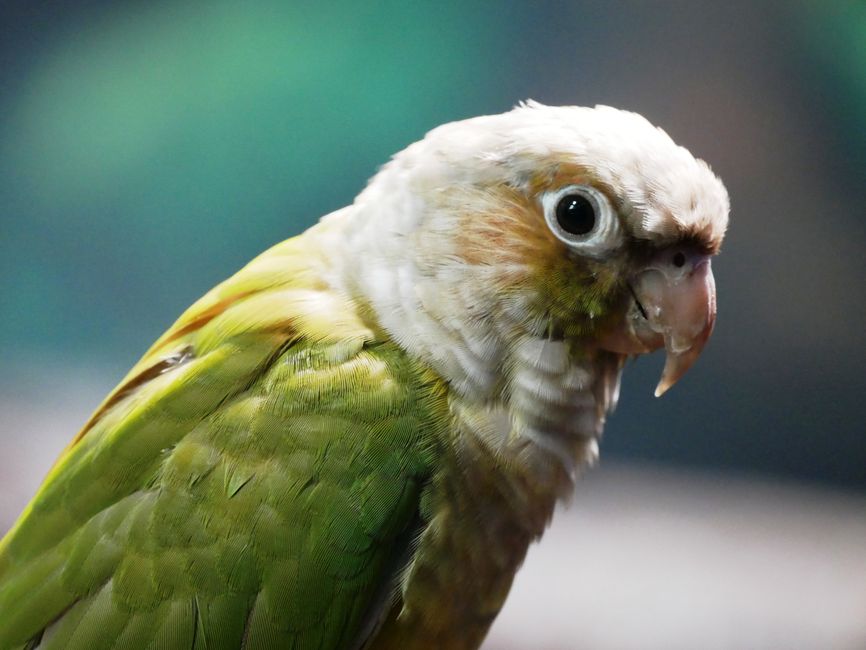 How to Bond With a Conure: Easy Beginner Guide