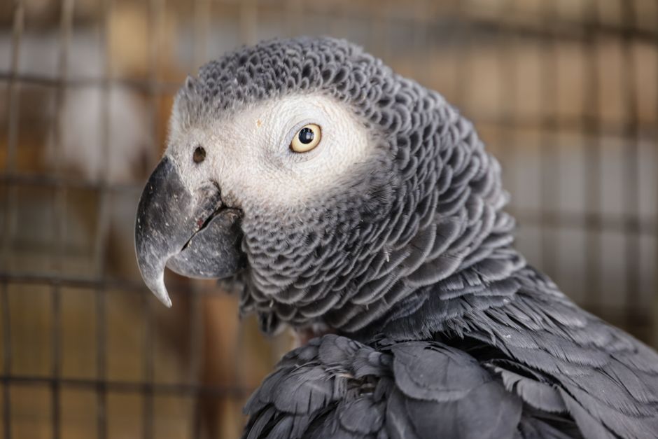 How to Build a Parrot Morning Routine That Prevents Stress